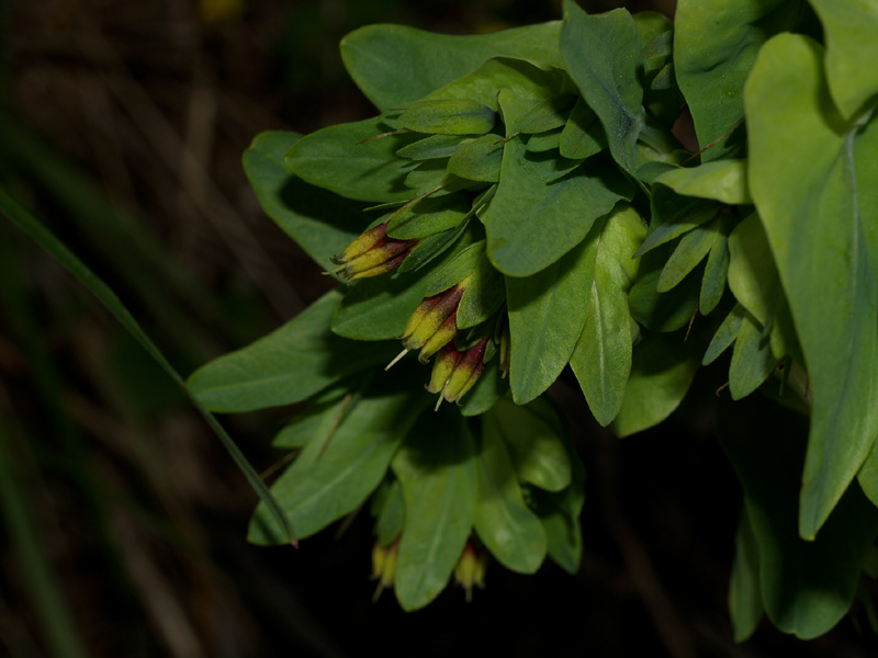 Cerinthe alpina (=C.glabra) / Erba vajola alpina