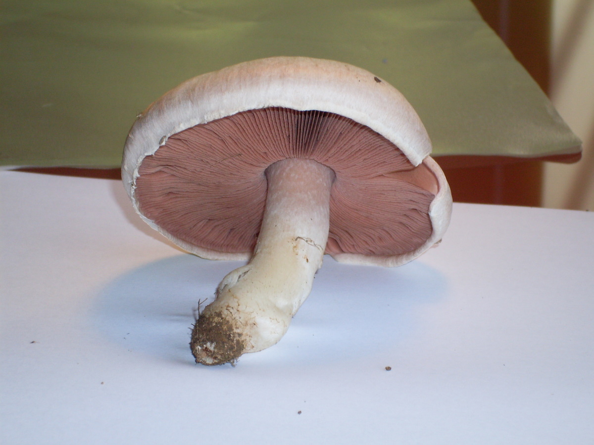 Agaricus ???