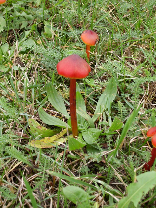 Hygrocybe