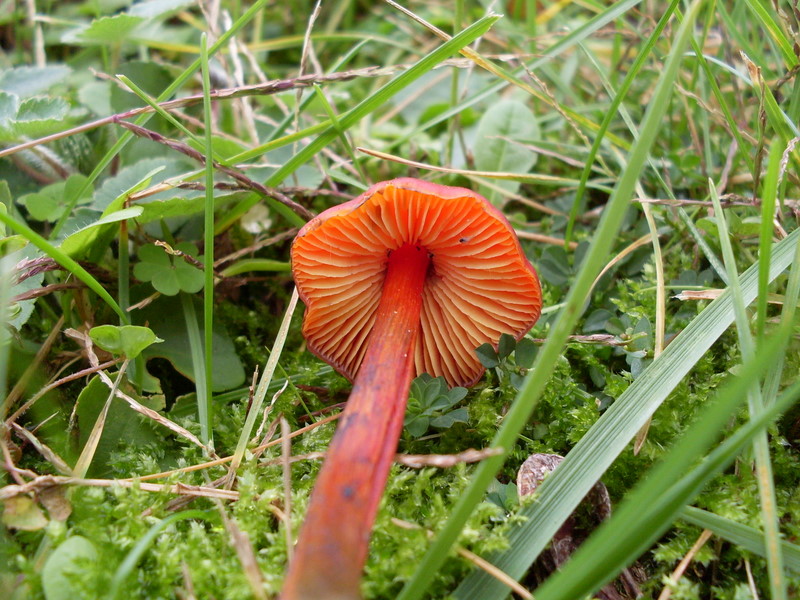 Hygrocybe