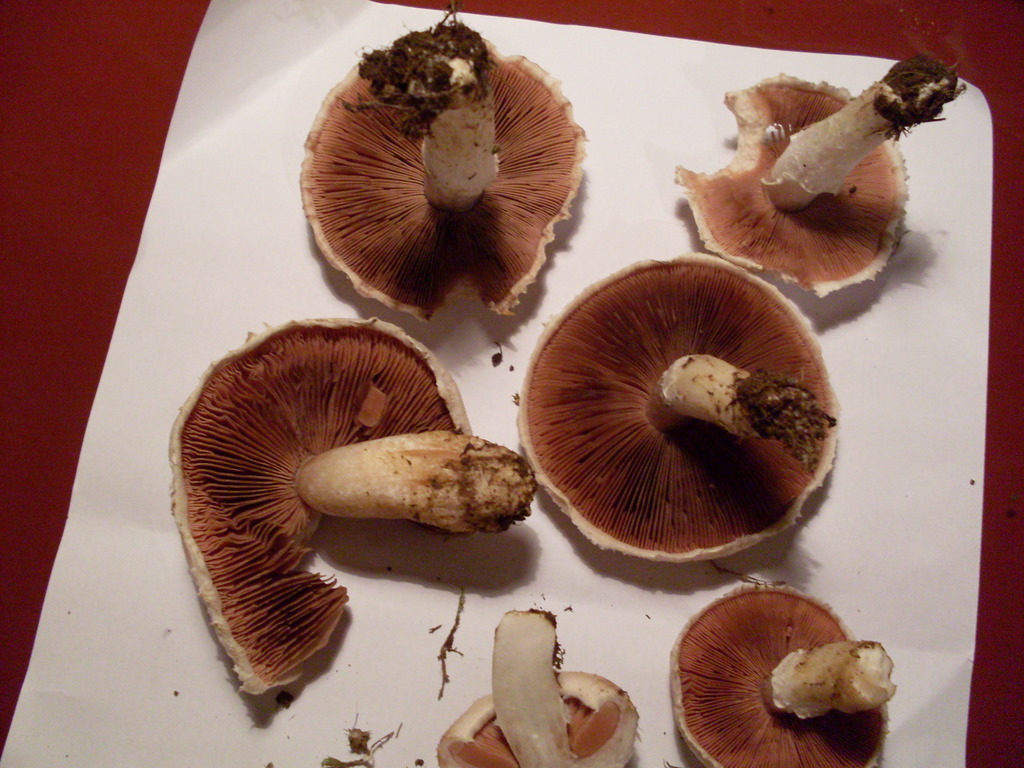 Agaricus campestris