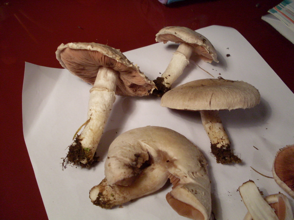 Agaricus campestris