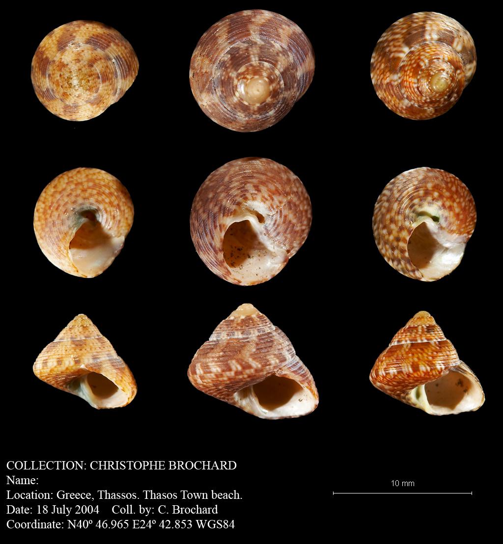 Calliostoma or Jujubinus