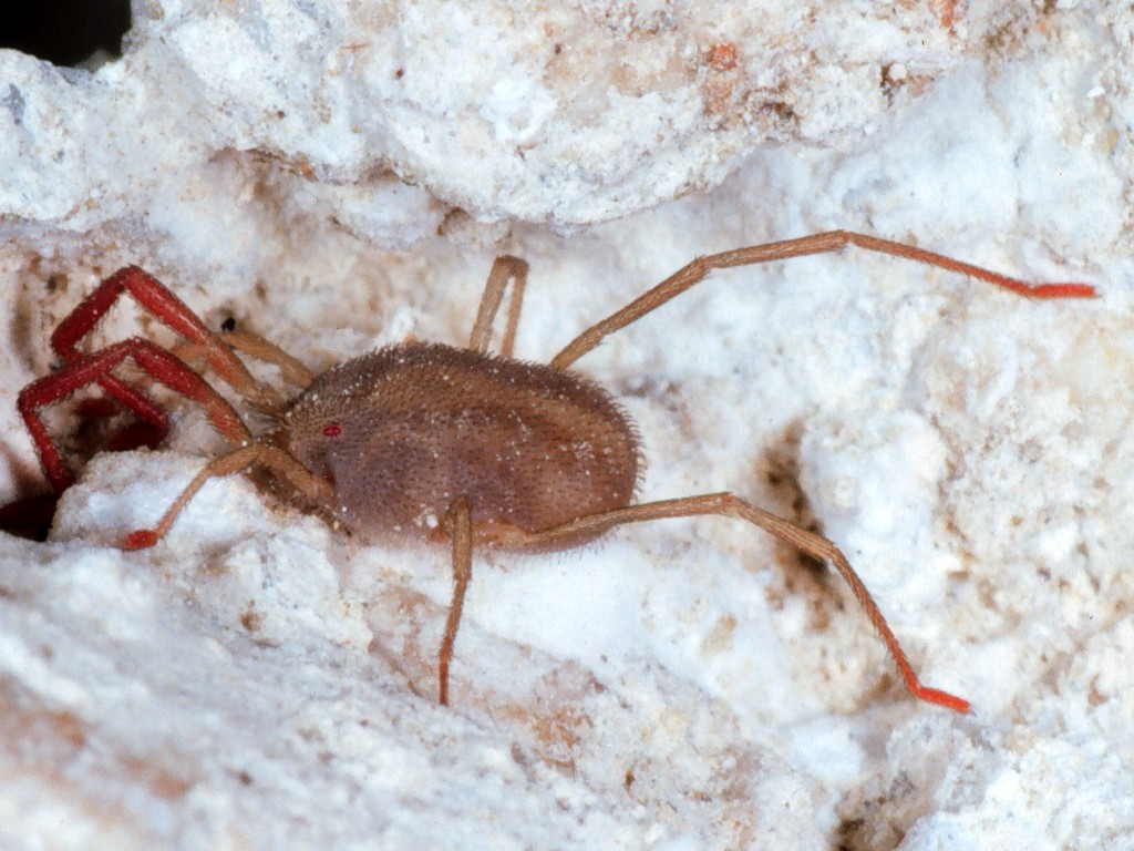 Erythraeidae ??