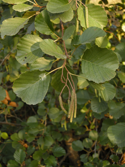 Alberello con piccole pignette...Alnus glutinosa