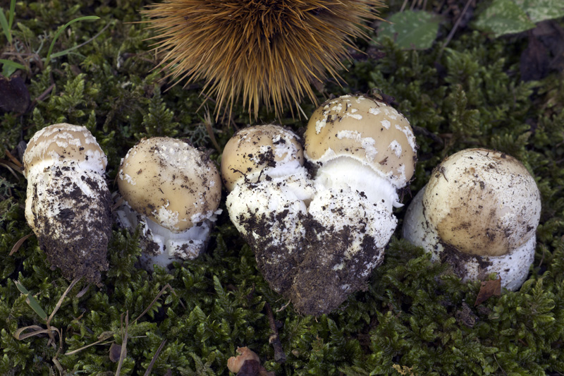 Amanita da determinare