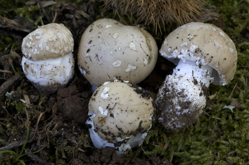 Amanita da determinare