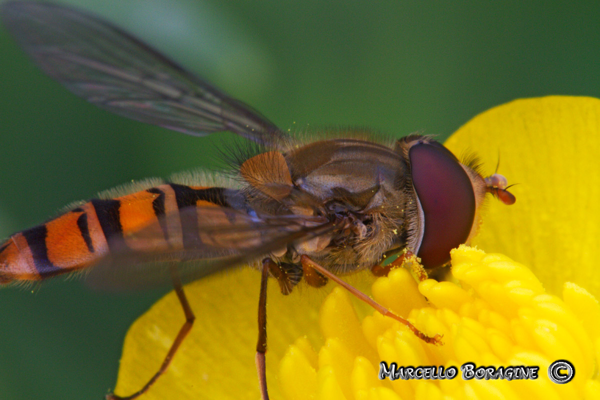 Episyrphus balteatus