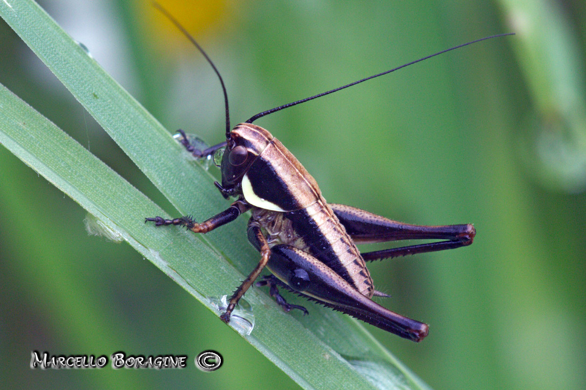 Neanide di Tettigoniidae