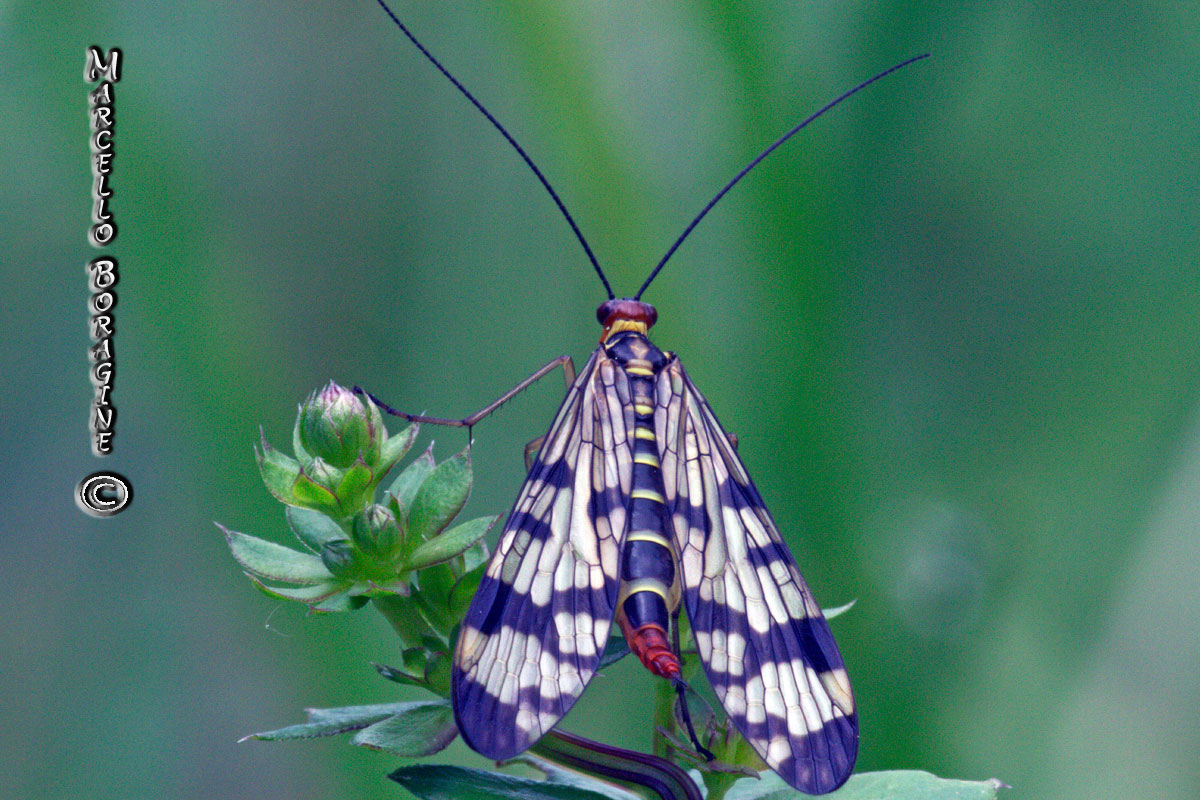 Panorpa gr. cognata