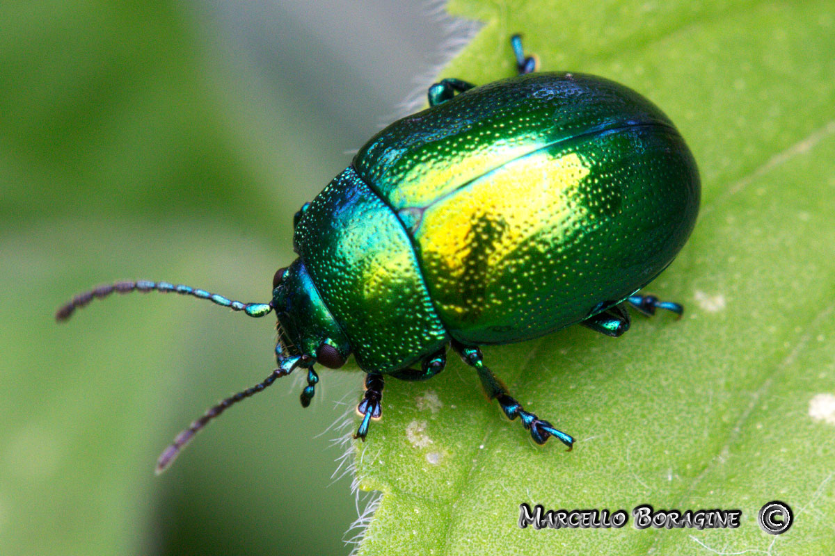 Chrysolina herbacea?