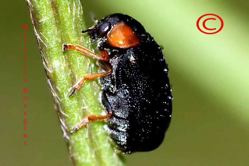 Insetto da determinare: Smaragdina aurita