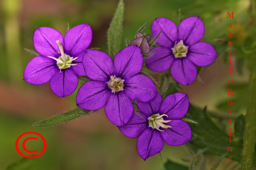 Legousia speculum-veneris