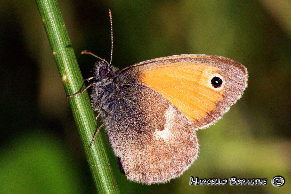 Coenonympha pamphilus