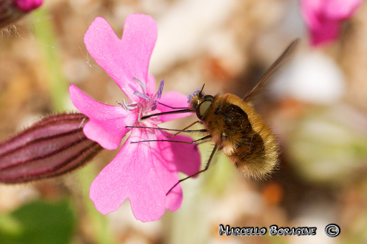 Bombyliidae probabilmente Bombylius sp.