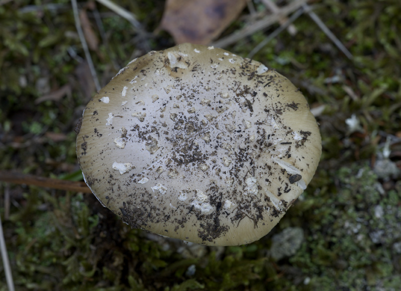 Amanita da determinare