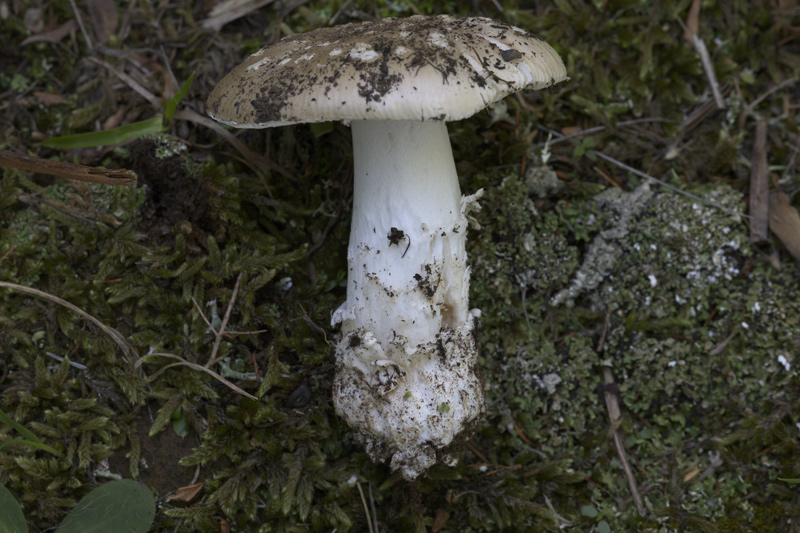 Amanita da determinare