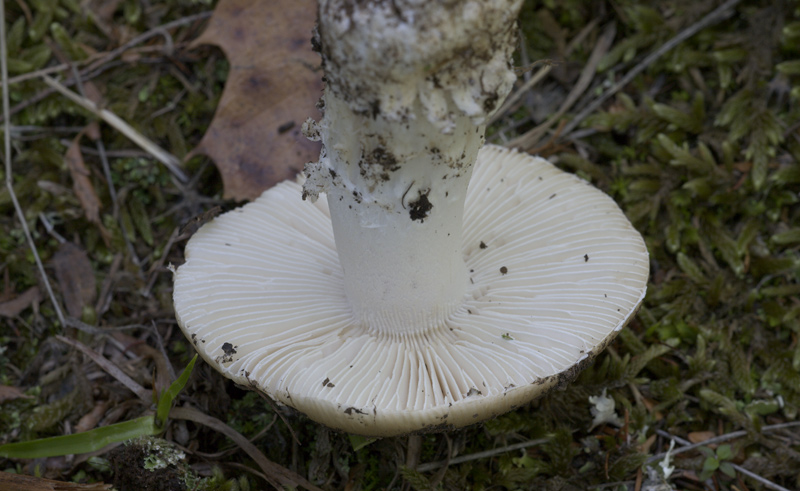 Amanita da determinare