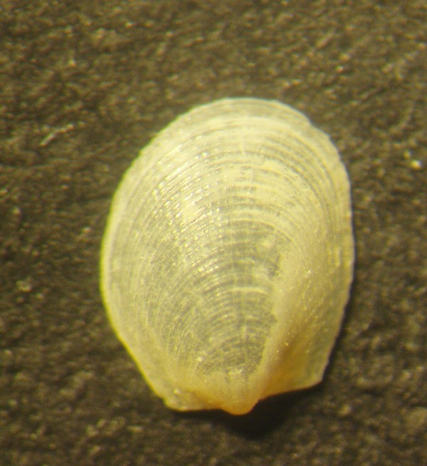 limopsis