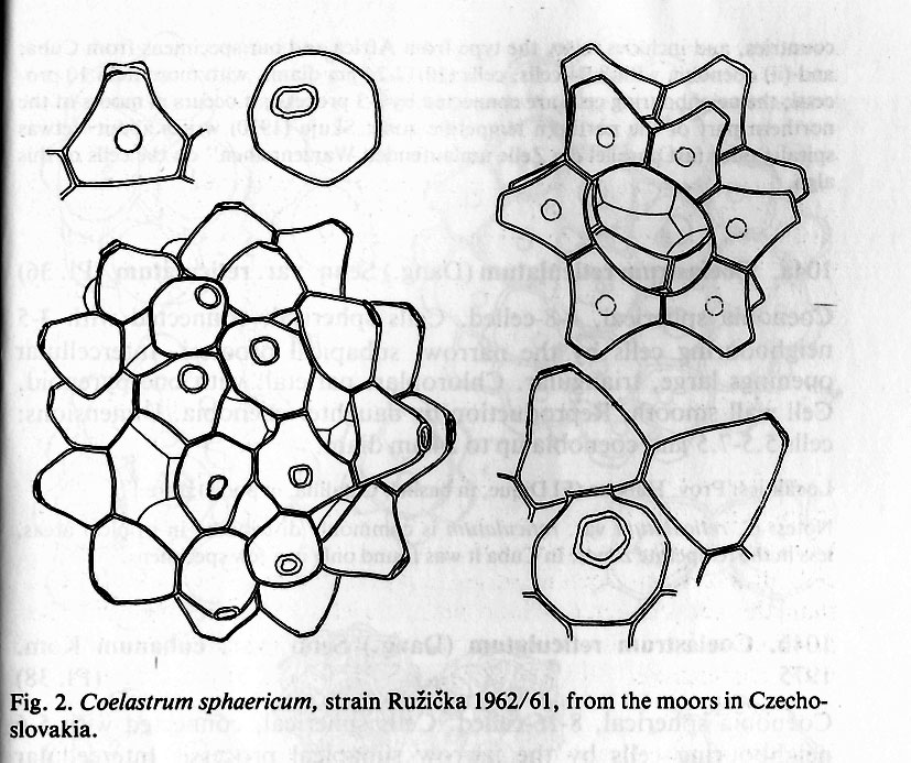 Coelastrum sphaericum