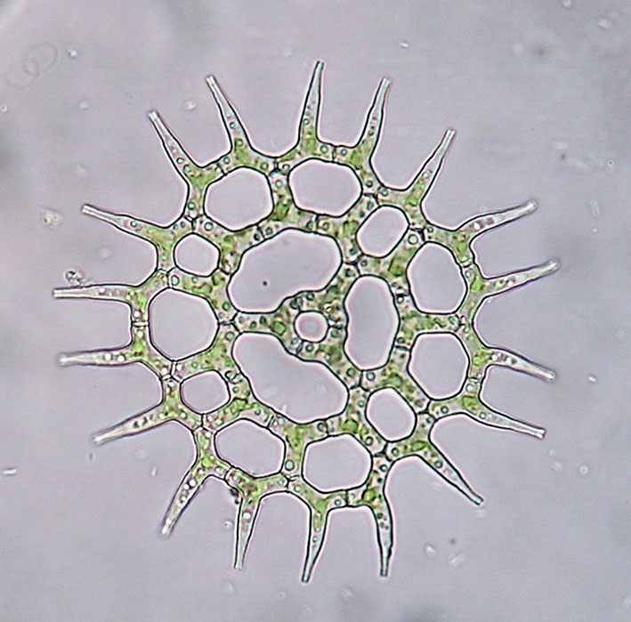 Pediastrum simplex a Giulianello