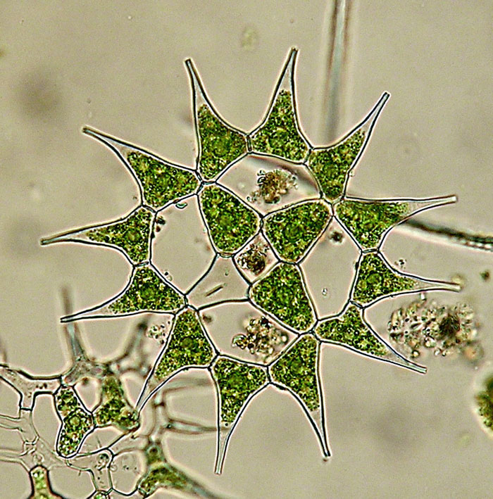 Pediastrum simplex a Giulianello