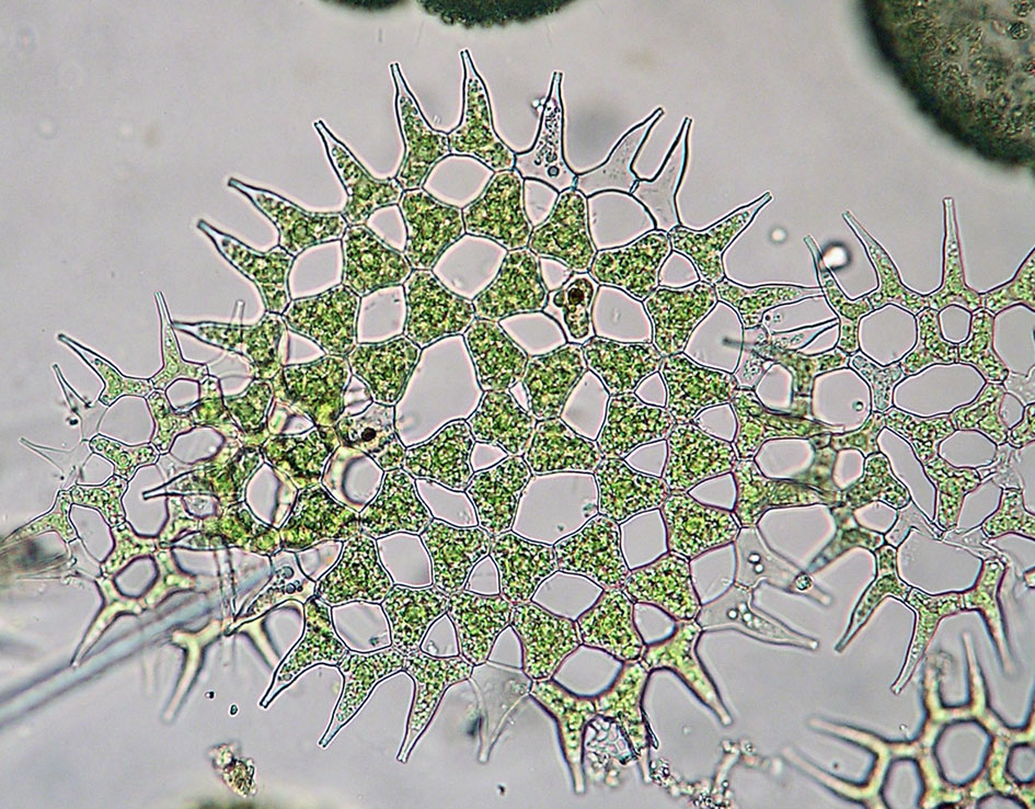 Pediastrum simplex