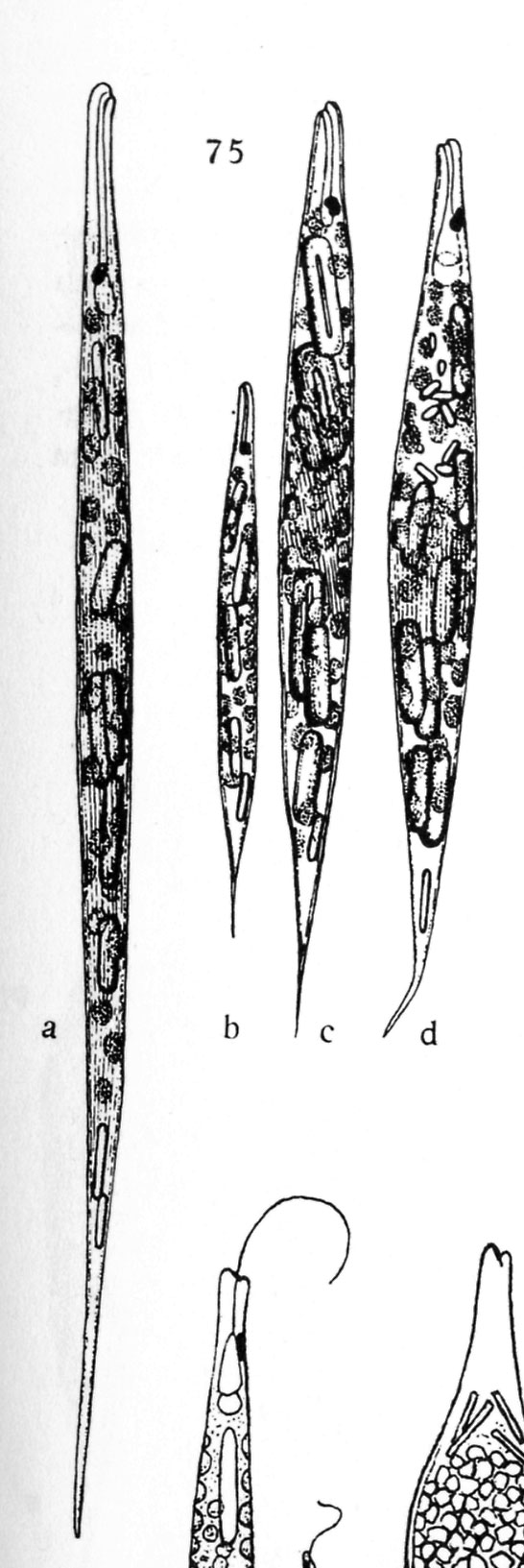 Euglena  acus