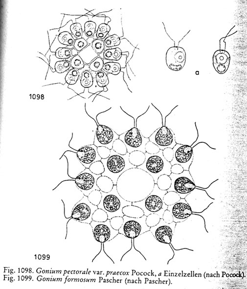 Gonium formosum o pectorale?