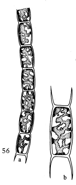 Spirogyra sp.