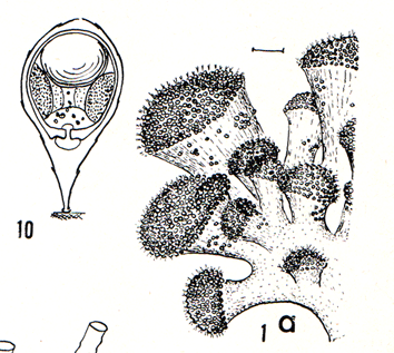 Per i CHITON richiesta ID