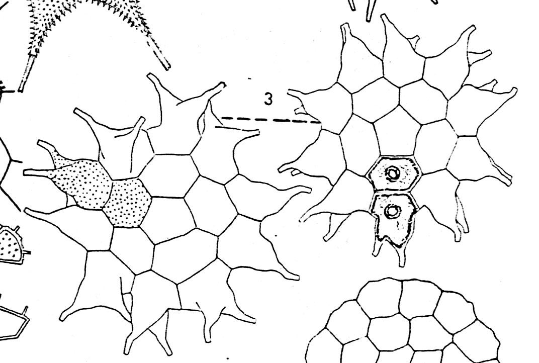 Pediastrum boryanum