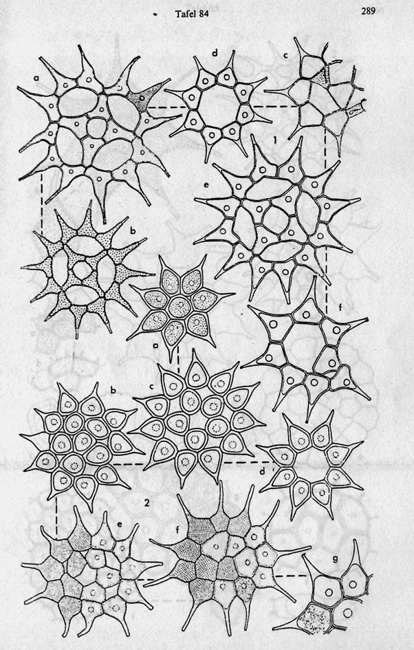 Pediastrum simplex