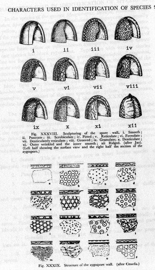 Azzardo: Spirogyra varians....?