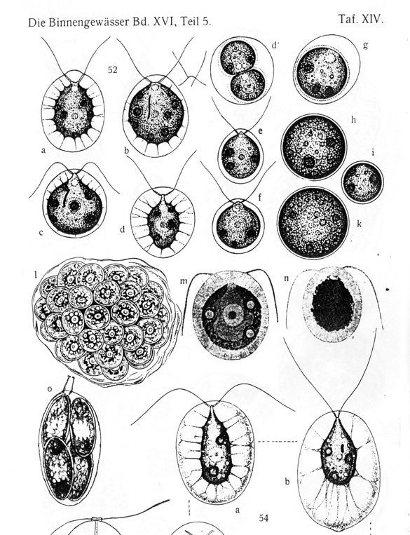 Haematococcus sp.