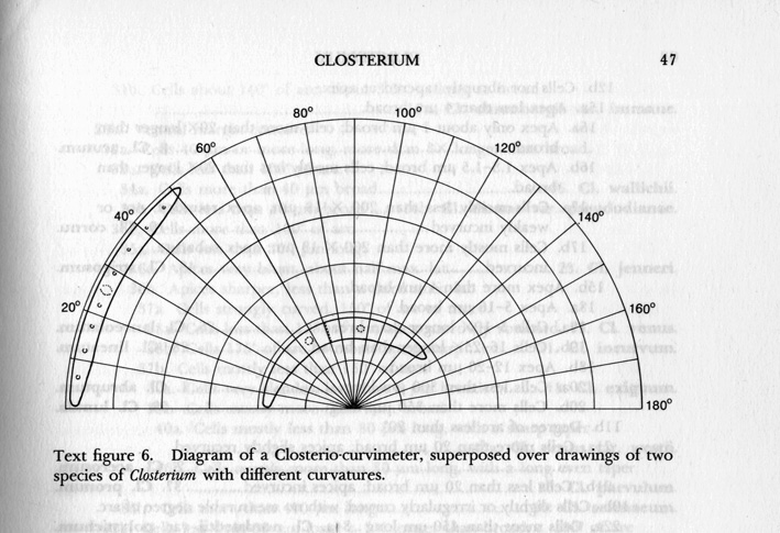 Closterium sp.