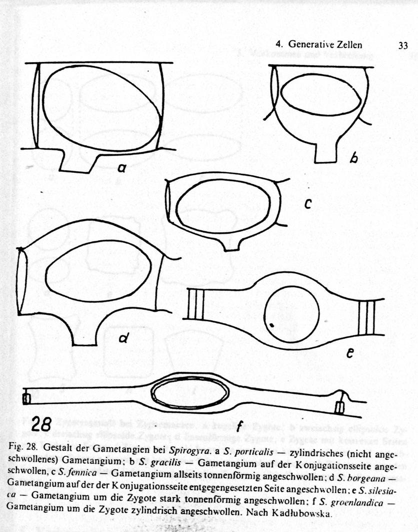 Azzardo: Spirogyra varians....?