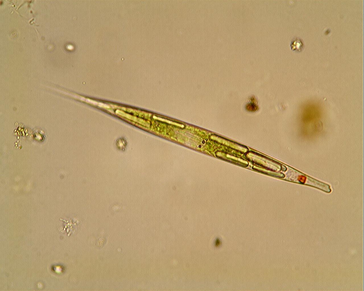 Euglena  acus