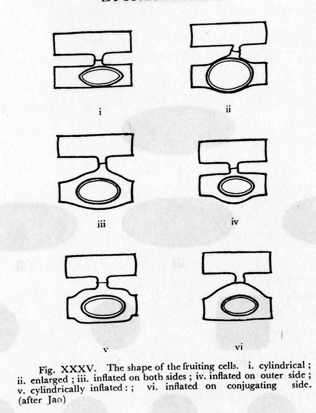 Azzardo: Spirogyra varians....?