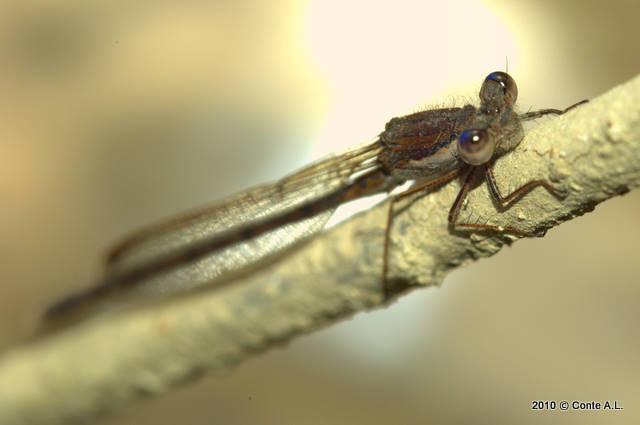 Libellula da identificare... - Sympecma fusca