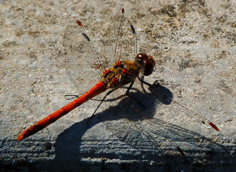 Libellula... Sympetrum sanguineum? striolatum