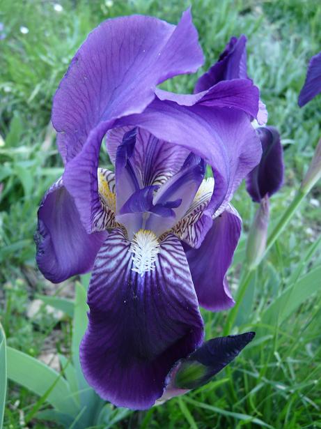 Fioriture maggesi d''alta quota dell''Appenn. Abruzzese