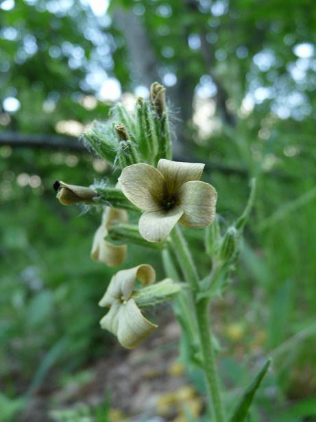 Hesperis laciniata / Violaciocca laciniata