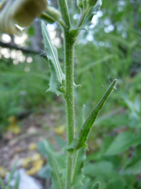 Hesperis laciniata / Violaciocca laciniata