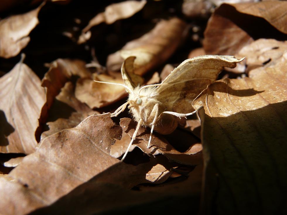 Farfalla del bosco da determinare