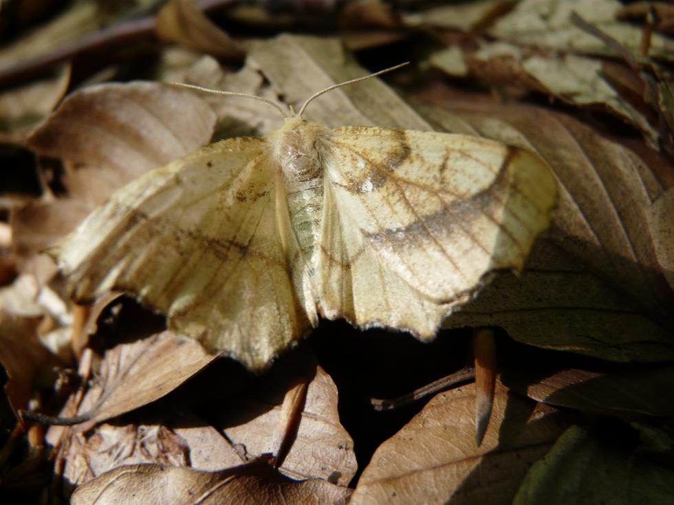 Farfalla del bosco da determinare