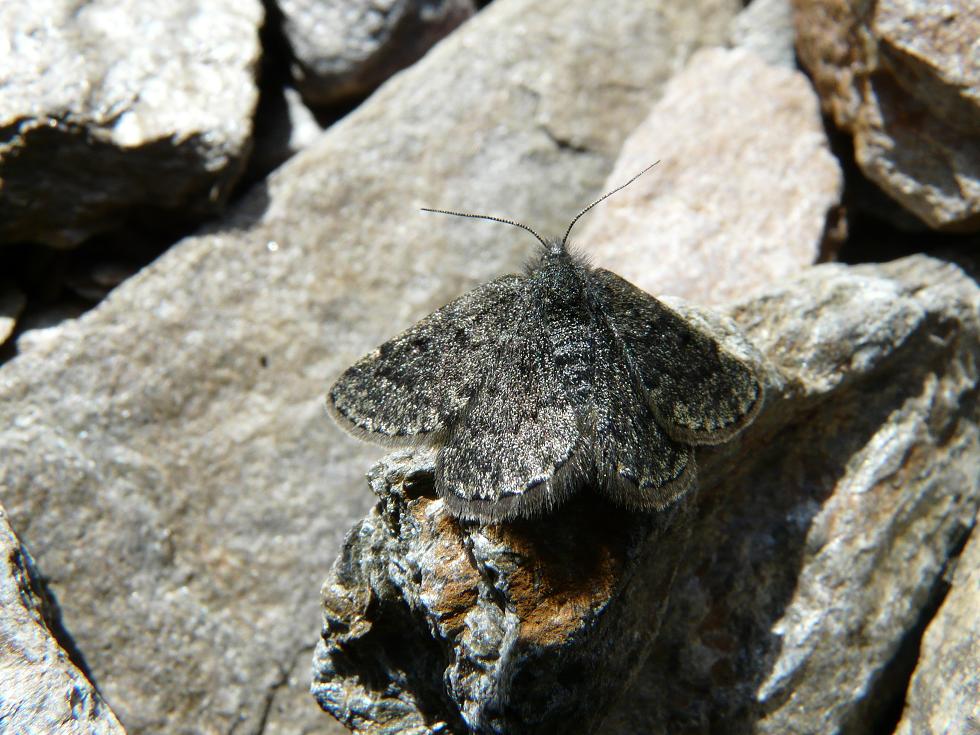 Farfalle Ortles-Cevedale-Stelvio