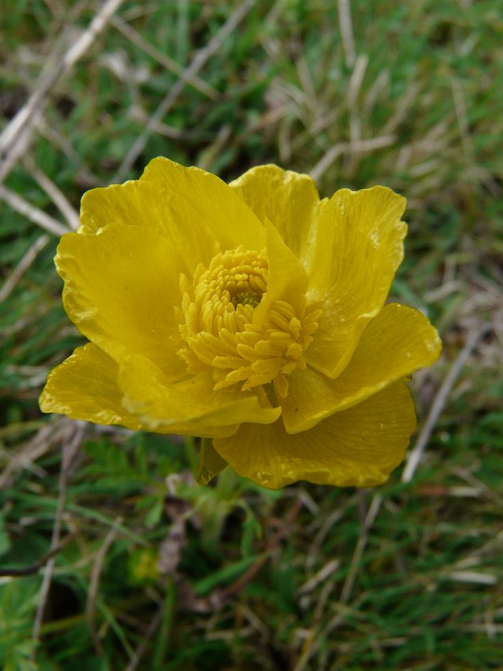 Pulsatilla alpina con corolla polipetala