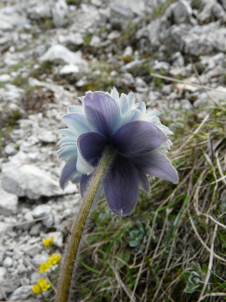 Pulsatilla alpina con corolla polipetala