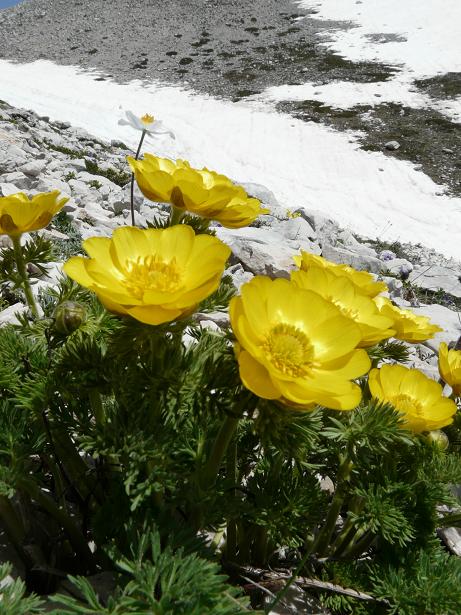 Fioriture maggesi d''alta quota dell''Appenn. Abruzzese